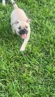 Miss Rosie , a female French Bulldog and American Bully for sale in Ladson, SC – 4 of 4