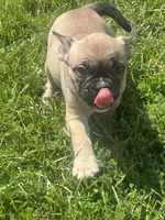 Lil Bit, a female French Bulldog and American Bully for sale in Ladson, SC – 4 of 4
