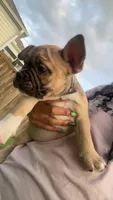 Lil Bit, a female French Bulldog and American Bully for sale in Ladson, SC – 3 of 4