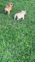 Miss Rosie , a female French Bulldog and American Bully for sale in Ladson, SC – 2 of 4