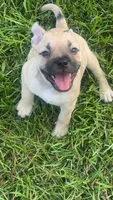 Miss Rosie , a female French Bulldog and American Bully for sale in Ladson, SC – 3 of 4