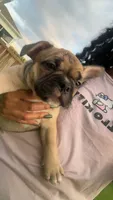 Lil Bit, a female French Bulldog and American Bully for sale in Ladson, SC – 2 of 4