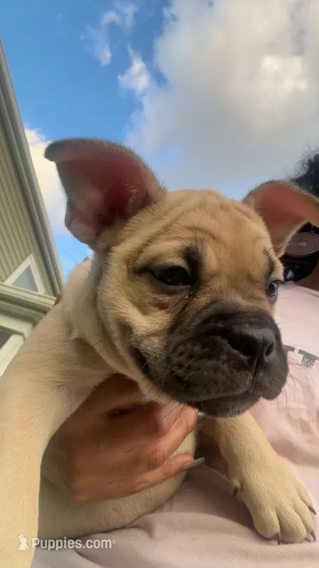Miss Rosie  – French Bulldog, American Bully puppy for sale in Ladson, SC