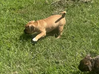 Sexy Red, a female French Bulldog and American Bully for sale in Ladson, SC – 4 of 4