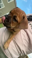Sexy Red, a female French Bulldog and American Bully for sale in Ladson, SC – 3 of 4