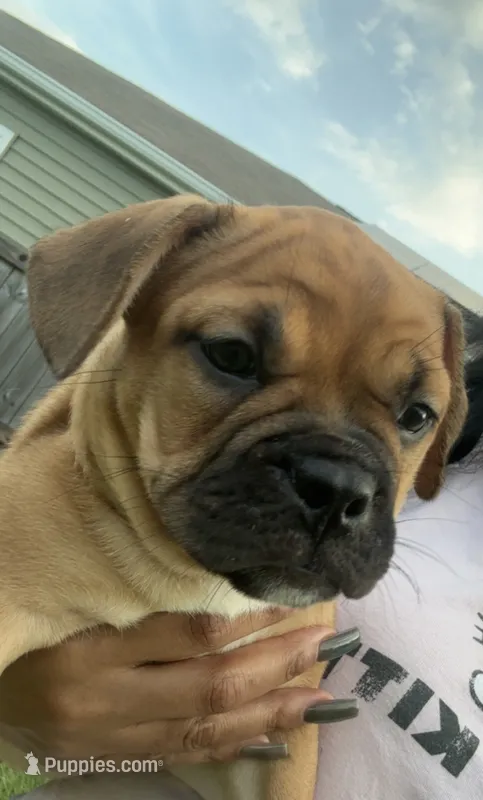 Sexy Red – French Bulldog, American Bully puppy for sale in Ladson, SC