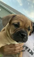 Sexy Red, a female French Bulldog and American Bully for sale in Ladson, SC – 1 of 4