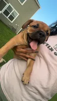 Sexy Red, a female French Bulldog and American Bully for sale in Ladson, SC – 2 of 4