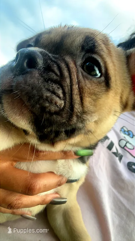 Lil Bit – French Bulldog, American Bully puppy for sale in Ladson, SC
