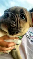 Lil Bit, a female French Bulldog and American Bully for sale in Ladson, SC – 1 of 4