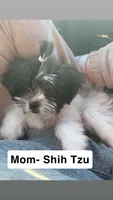 Brindle Schweenie Girl #2, a female Shih Tzu and Miniature Dachshund for sale in Mount Gilead, OH – 3 of 4