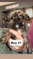Brindle Schweenie Boy #1, a male Shih Tzu and Miniature Dachshund for sale in Mount Gilead, OH – 2 of 4