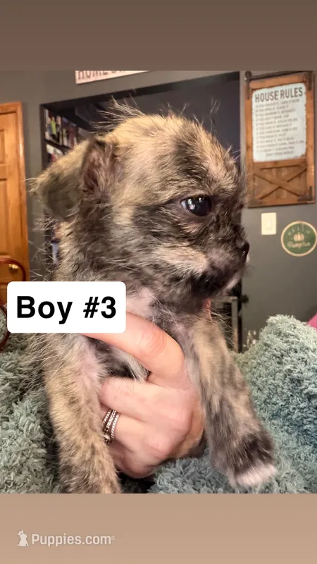 Brindle Schweenie Boy #3 – Shih Tzu, Miniature Dachshund puppy for sale in Mount Gilead, OH
