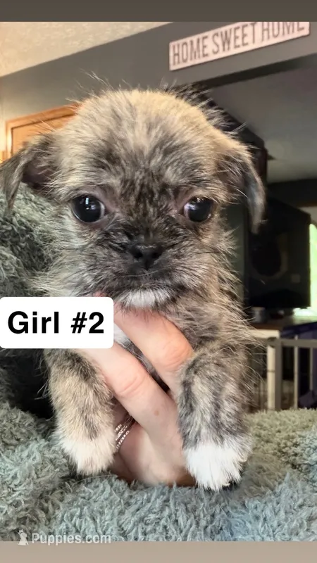 Brindle Schweenie Girl #2 – Shih Tzu, Miniature Dachshund puppy for sale in Mount Gilead, OH