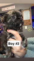 Boy #2, a male Pug and Shih Tzu for sale in Mount Gilead, OH – 2 of 3