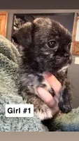 Girl #1, a female Pug and Shih Tzu for sale in Mount Gilead, OH – 2 of 3