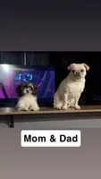 Girl #2, a female Pug and Shih Tzu for sale in Mount Gilead, OH – 3 of 3