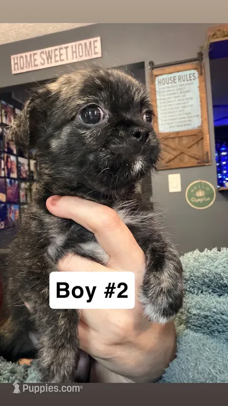 Brindle Schweenie Boy #2 – Shih Tzu, Miniature Dachshund puppy for sale in Mount Gilead, OH