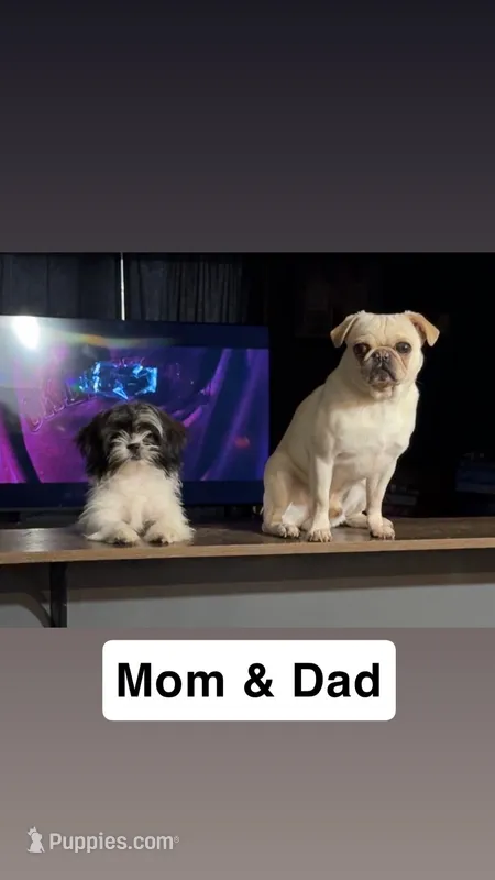 Boy #3 – Pug, Shih Tzu puppy for sale in Mount Gilead, OH