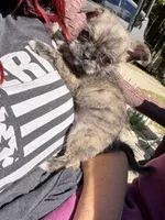 Boy #3, a male Pug and Shih Tzu for sale in Mount Gilead, OH – 4 of 4