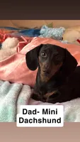 Brindle Schweenie Girl #2, a female Shih Tzu and Miniature Dachshund for sale in Mount Gilead, OH – 4 of 4