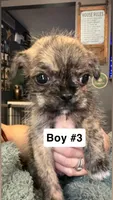 Brindle Schweenie Boy #3, a male Shih Tzu and Miniature Dachshund for sale in Mount Gilead, OH – 2 of 4