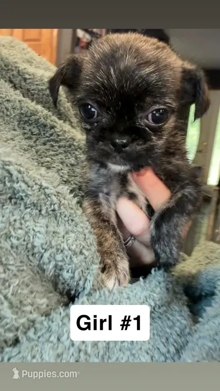 Brindle Schweenie Girl #1 – Shih Tzu, Miniature Dachshund puppy for sale in Mount Gilead, OH