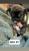 Brindle Schweenie Girl #1, a female Shih Tzu and Miniature Dachshund for sale in Mount Gilead, OH – 1 of 4