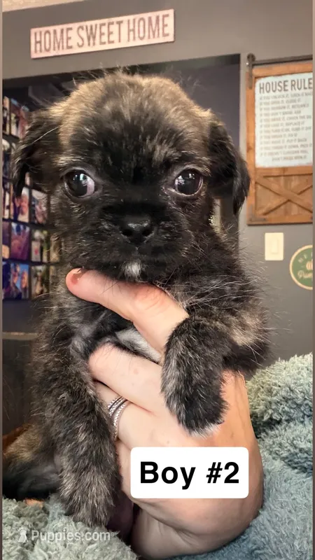 Boy #2 – Pug, Shih Tzu puppy for sale in Mount Gilead, OH