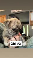 Girl #2, a female Pug and Shih Tzu for sale in Mount Gilead, OH – 1 of 3