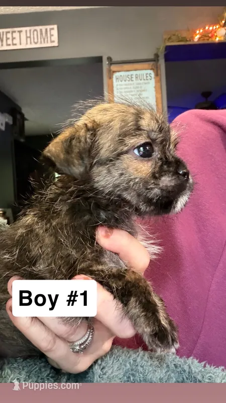 Brindle Schweenie Boy #1 – Shih Tzu, Miniature Dachshund puppy for sale in Mount Gilead, OH