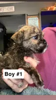 Brindle Schweenie Boy #1, a male Shih Tzu and Miniature Dachshund for sale in Mount Gilead, OH – 1 of 4