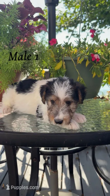 Male 1  – Wire Fox Terrier puppy for sale in Corinth, MS