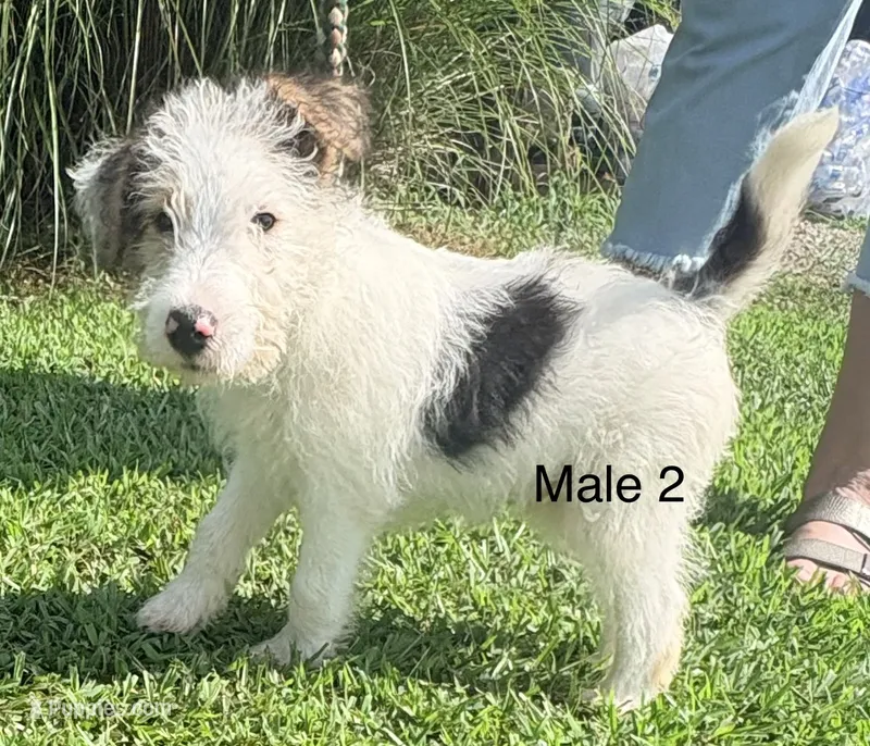 Male 2 – Wire Fox Terrier puppy for sale in Corinth, MS