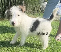 Male 2, a male Wire Fox Terrier for sale in Corinth, MS – 1 of 2