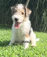 Male 1, a male Wire Fox Terrier for sale in Corinth, MS – 2 of 2