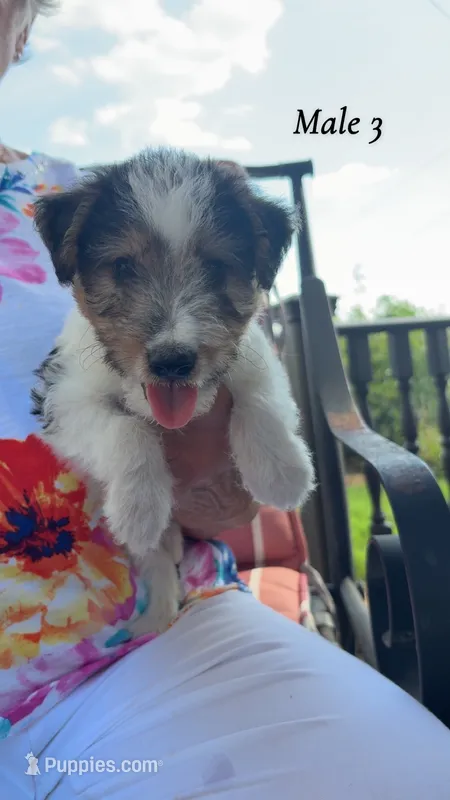 Male 3 – Wire Fox Terrier puppy for sale in Corinth, MS