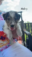 Male 3, a male Wire Fox Terrier for sale in Corinth, MS – 1 of 1