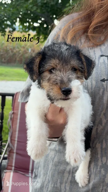Female 3 – Wire Fox Terrier puppy for sale in Corinth, MS