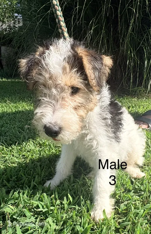 Male 3 – Wire Fox Terrier puppy for sale in Corinth, MS