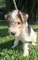Male 3, a male Wire Fox Terrier for sale in Corinth, MS – 1 of 2