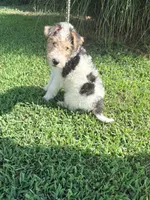 Male 3, a male Wire Fox Terrier for sale in Corinth, MS – 2 of 2