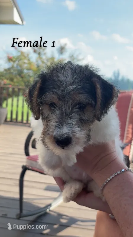 Female 1 – Wire Fox Terrier puppy for sale in Corinth, MS