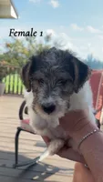 Female 1, a female Wire Fox Terrier for sale in Corinth, MS – 1 of 1