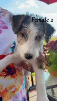 Female 2, a female Wire Fox Terrier for sale in Corinth, MS – 1 of 1