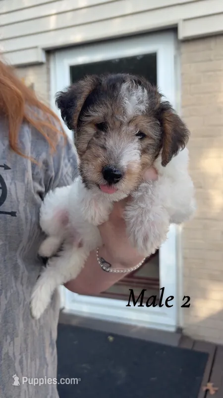 Male 2 – Wire Fox Terrier puppy for sale in Corinth, MS