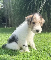 Male 1, a male Wire Fox Terrier for sale in Corinth, MS – 1 of 2
