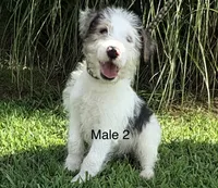 Male 2, a male Wire Fox Terrier for sale in Corinth, MS – 2 of 2