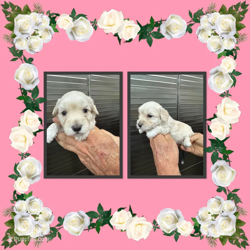 Lark – Schnoodle puppy for sale in Clifton, KS