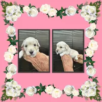 Lark, a female Schnoodle for sale in Clifton, KS – 1 of 3